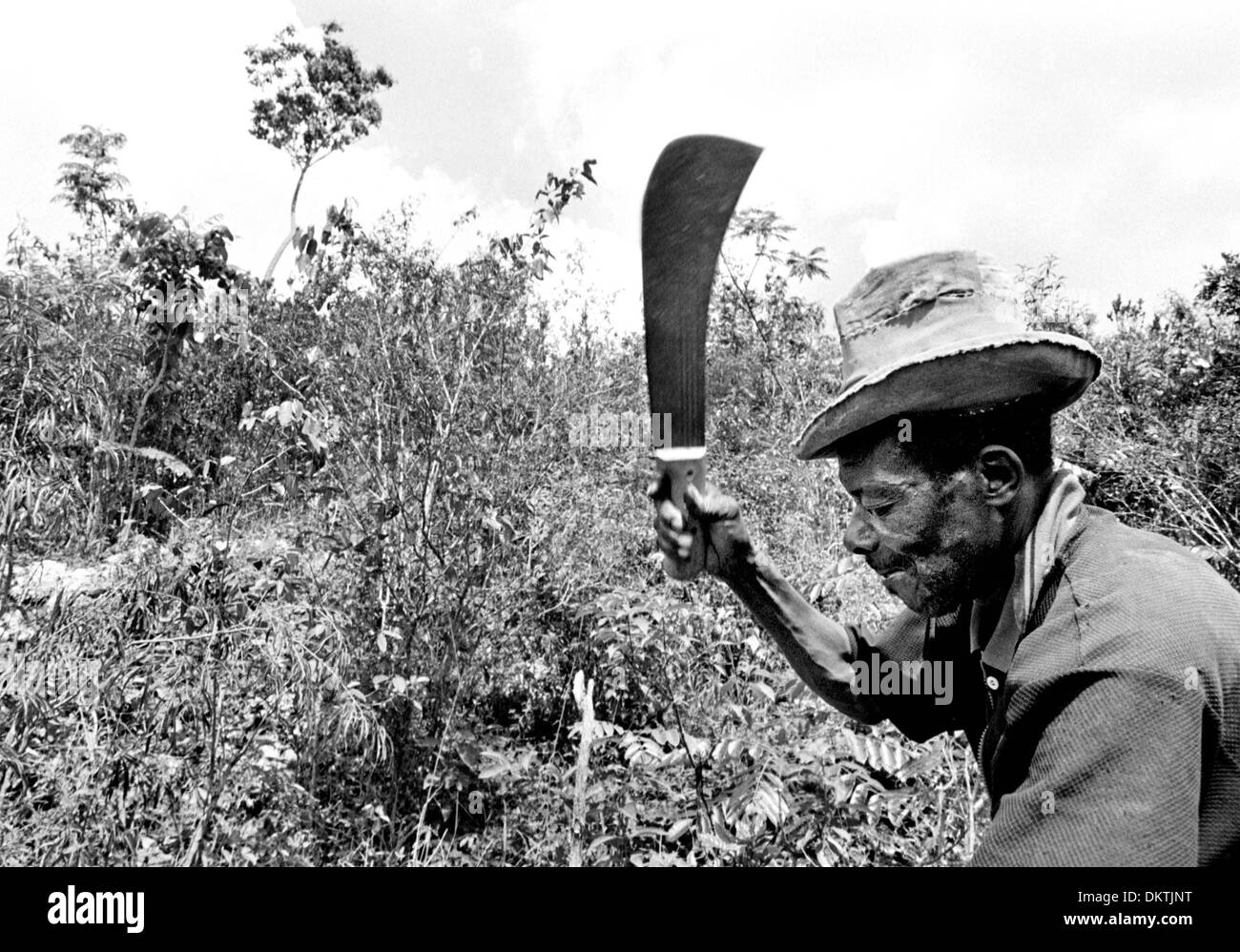 12 octobre 2002 - Nord-ouest de Haïti, Haïti - avec chaque tranche de swift sa machette, SALO ARNOLD, 62 ans, ajoute à la déforestation d'Haïti. Un ancien agriculteur, Arnold dit qu'il doit récolter les arbres pour la production de charbon à l'appui de sa femme, dix enfants et huit petits-enfants. En une semaine il peut gagner environ 2 $ pour cinq à six sacs de charbon, bien plus que ce qu'il pourrait obtenir à partir de la récolte d'un tra Banque D'Images