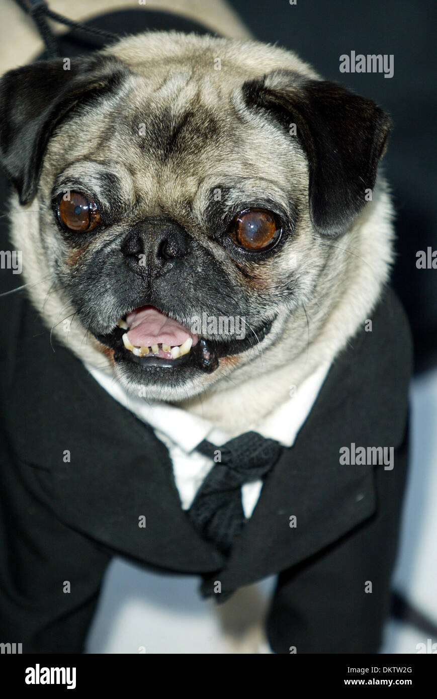 Chien dans men in black