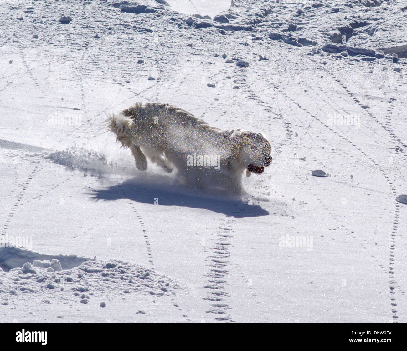 Couleur platine chiot Golden Retriever (11 mois) jouant dans la neige fraîche. Banque D'Images