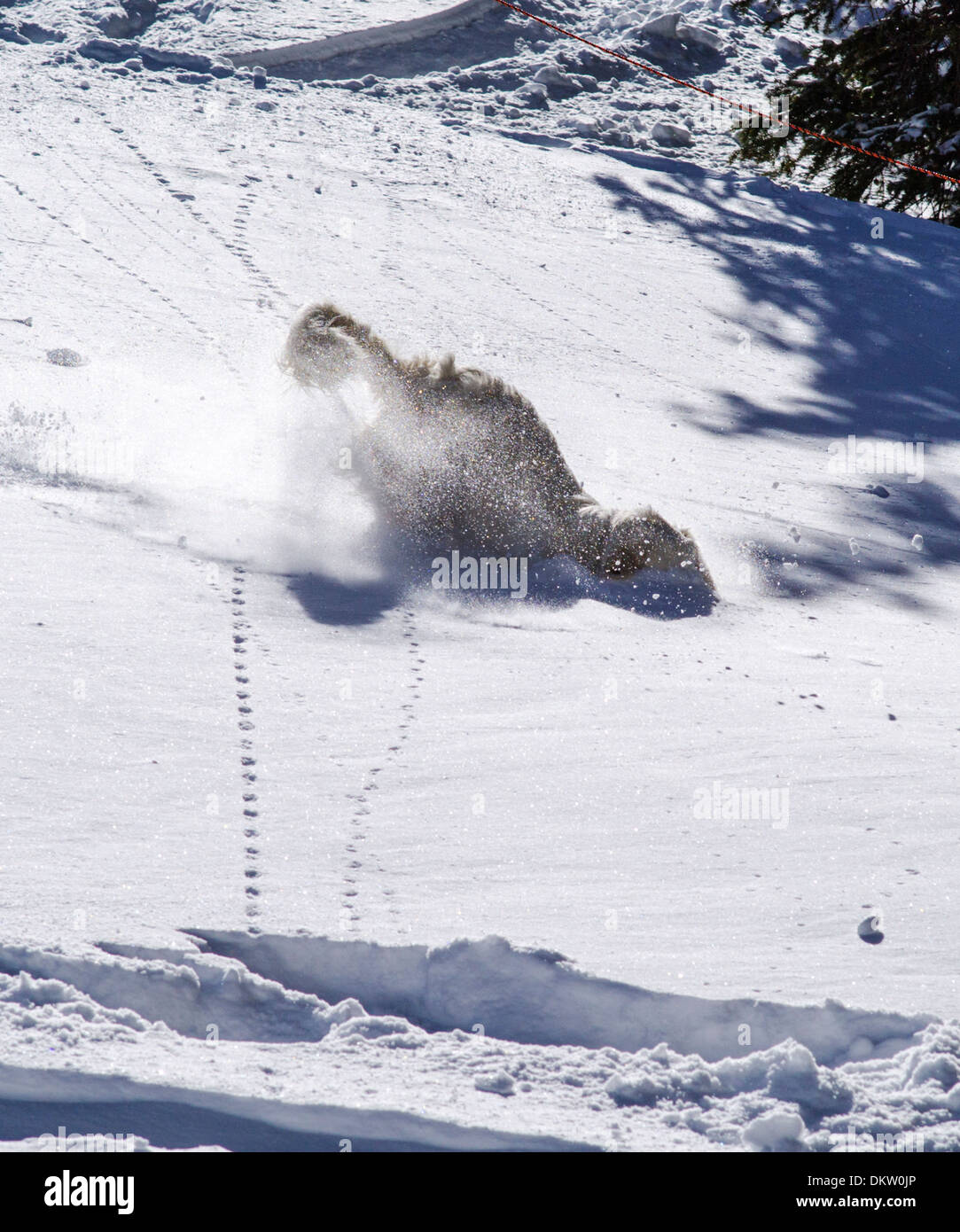 Couleur platine chiot Golden Retriever (11 mois) jouant dans la neige fraîche. Banque D'Images