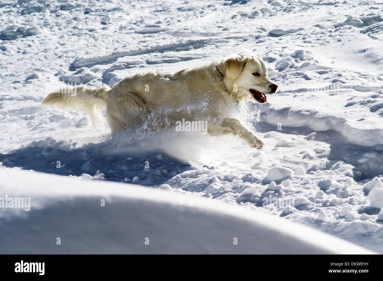 Couleur platine chiot Golden Retriever (11 mois) jouant dans la neige fraîche. Banque D'Images