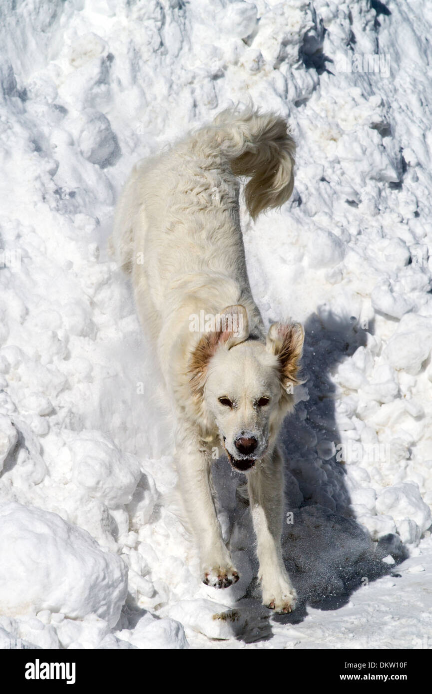 Couleur platine chiot Golden Retriever (11 mois) jouant dans la neige fraîche. Banque D'Images