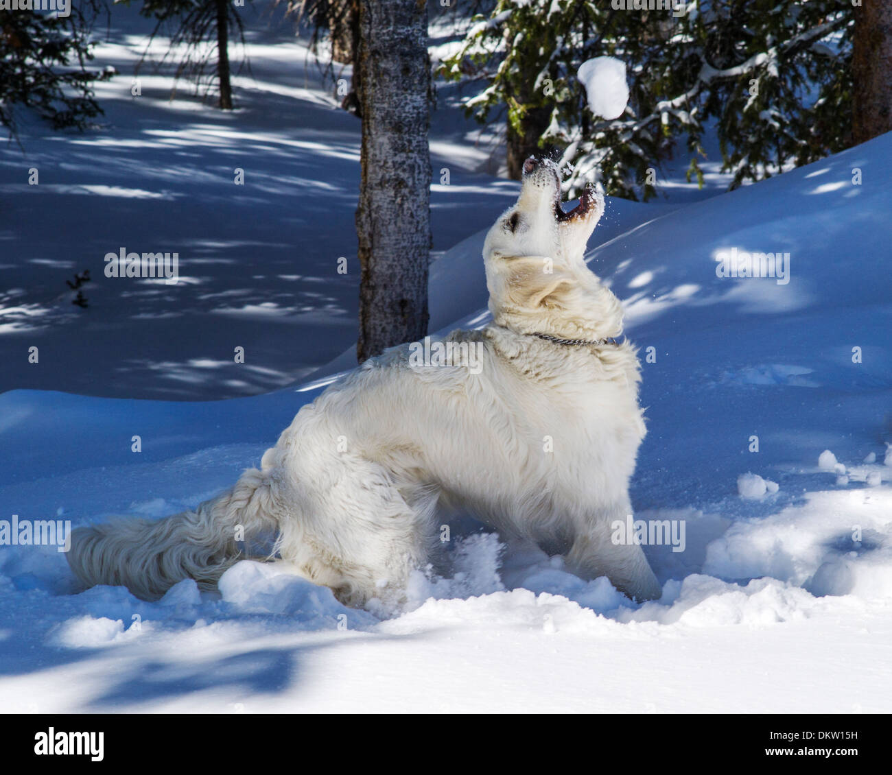 Couleur platine chiot Golden Retriever (11 mois) jouant dans la neige fraîche. Banque D'Images