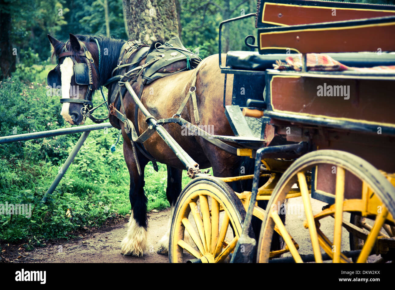 Jaunting voiture et cheval. Le Parc National de Killarney. Le comté de Kerry, Irlande, Europe. Banque D'Images