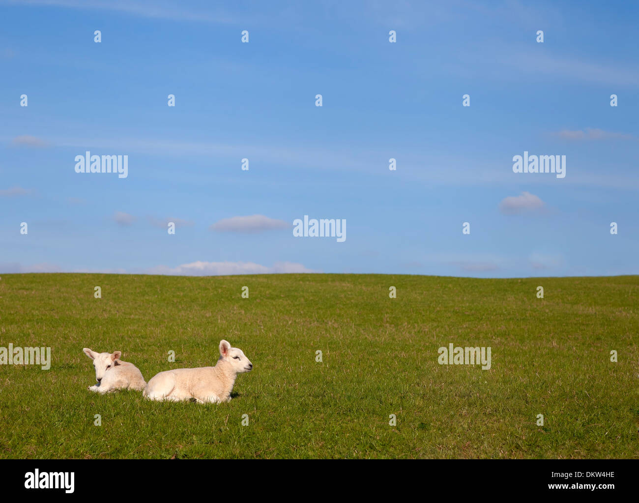 Arrière-plan de campagne simple avec deux agneaux profiter du soleil. Banque D'Images