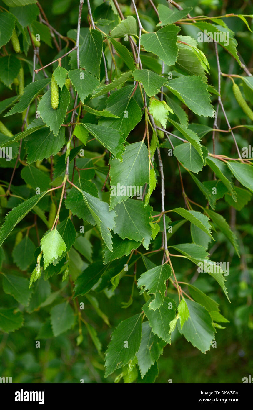 Le Betula celtiberica ibérique ou le bouleau blanc, les feuilles Banque D'Images