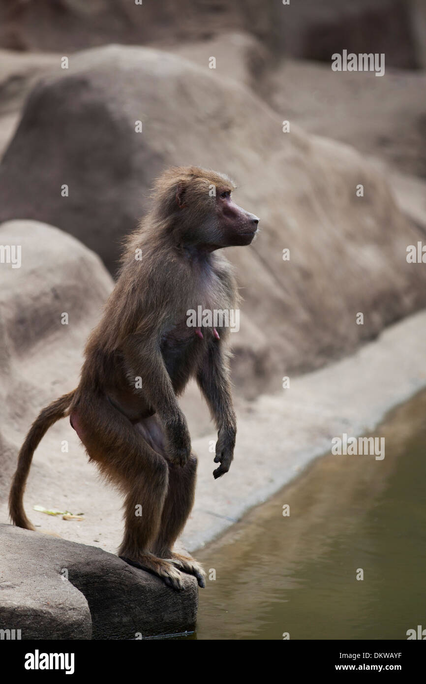 Singe sur l'eau Banque D'Images Singe sur l'eau Banque D'Images