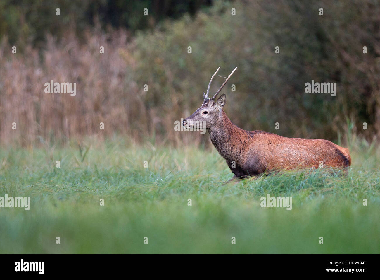 Red Deer à l'état sauvage, dans la clairière. Banque D'Images Red Deer à l'état sauvage, dans la clairière. Banque D'Images