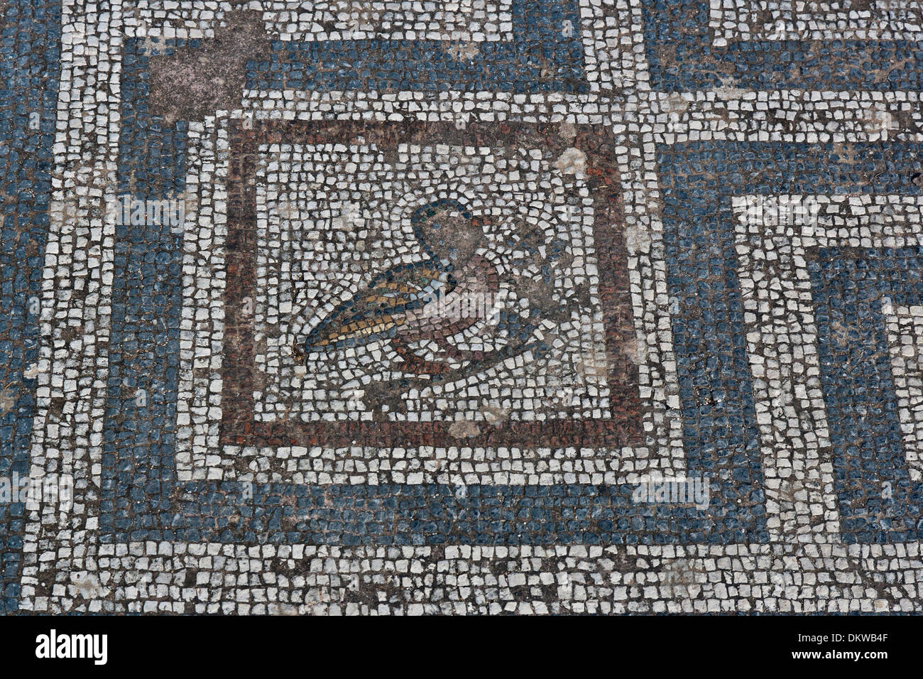 Agora Kos site d'excavation excavation archéologique couvre plancher Plancher canard détail représentation Grèce Europe mur port island Banque D'Images