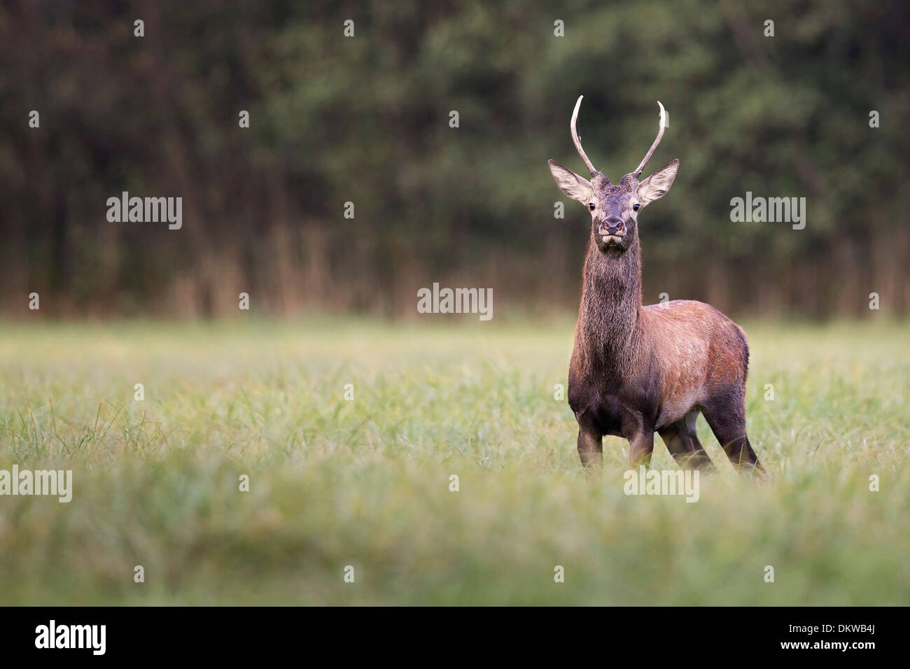 Red Deer à l'état sauvage, dans la clairière. Banque D'Images Red Deer à l'état sauvage, dans la clairière. Banque D'Images