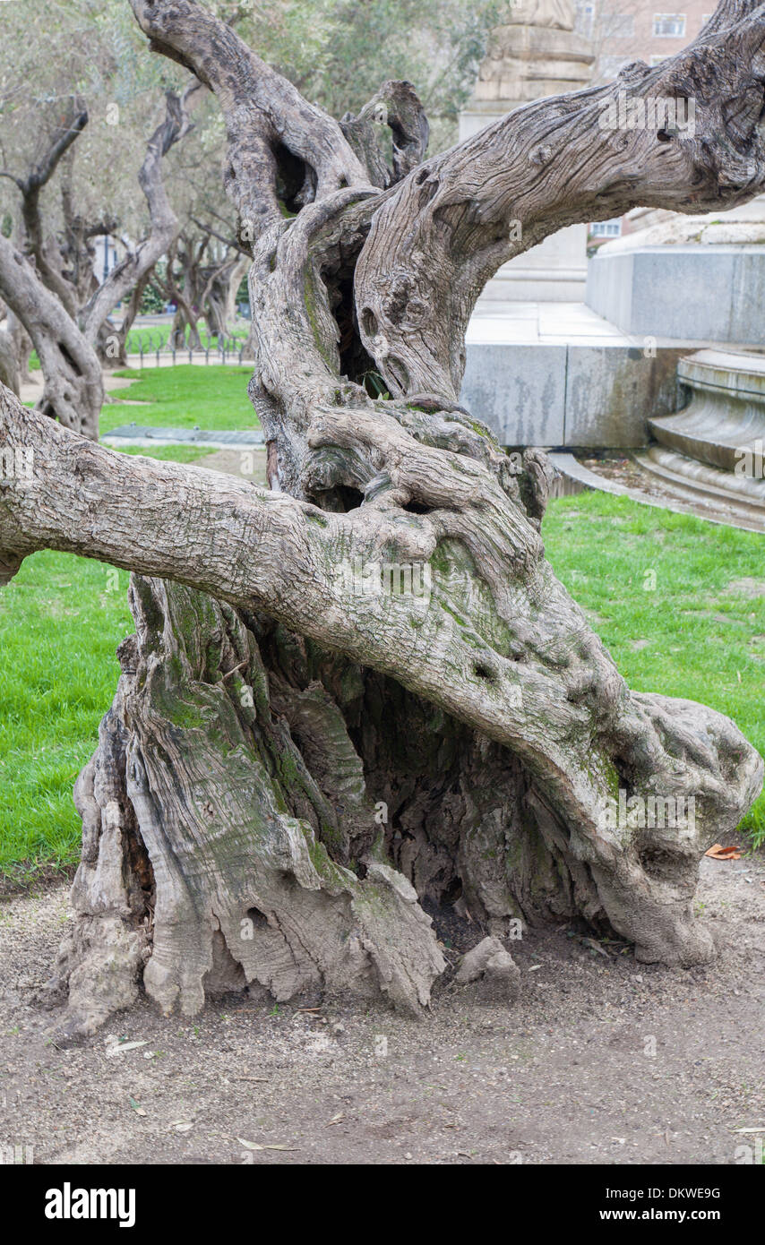 Madrid - vieil olivier de la Plaza Espana Banque D'Images