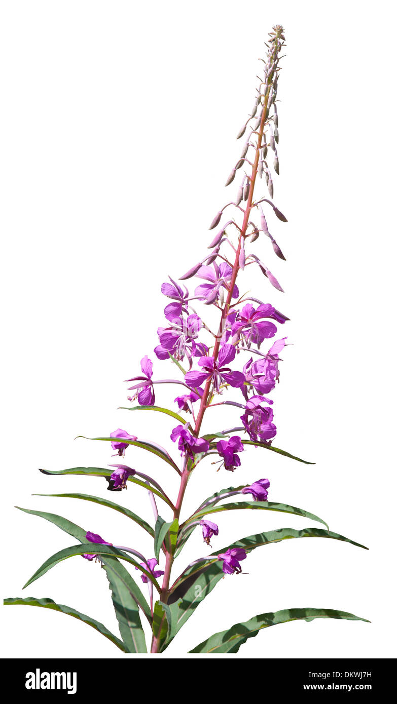 Cut-out Rosebay Willowherb fleur sur fond blanc. Banque D'Images