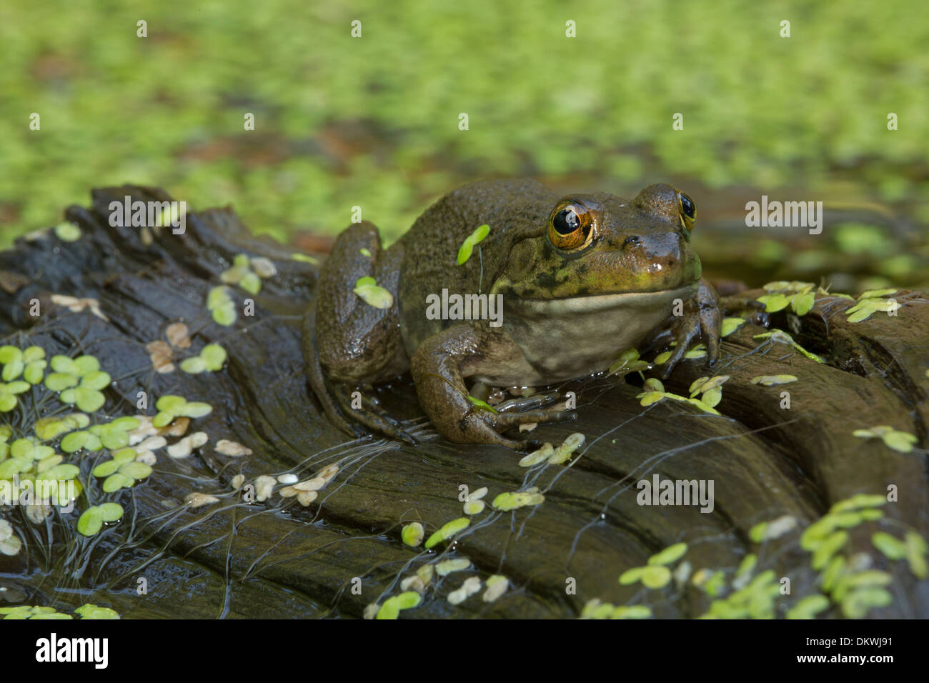 (Lithobates catesbeianus grenouille taureau américain), Rana catesbeiana Banque D'Images