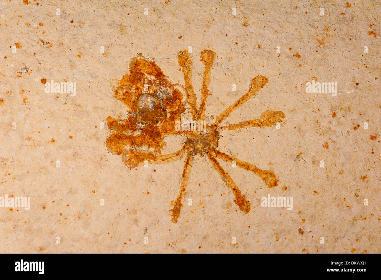 Crinoïde fossile Saccocoma flottante sp., Fin Jurassique à l'âge crétacé précoce en Europe et en Amérique du Nord, pierre Solnhofen Allemagne Banque D'Images