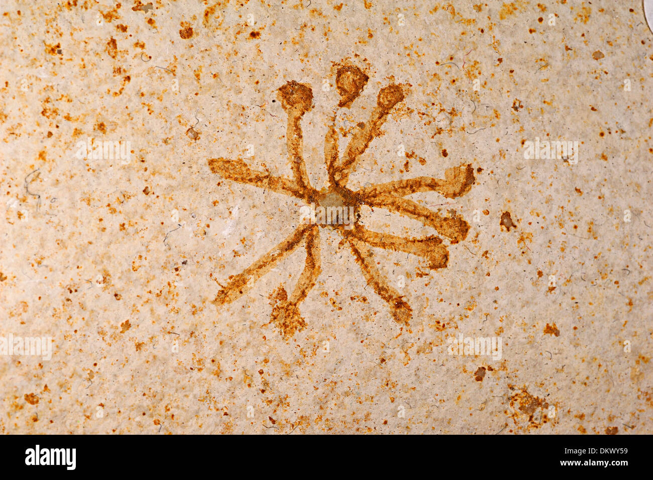 Crinoïde fossile Saccocoma flottante sp., Fin Jurassique à l'âge crétacé précoce en Europe et en Amérique du Nord, pierre Solnhofen Allemagne Banque D'Images
