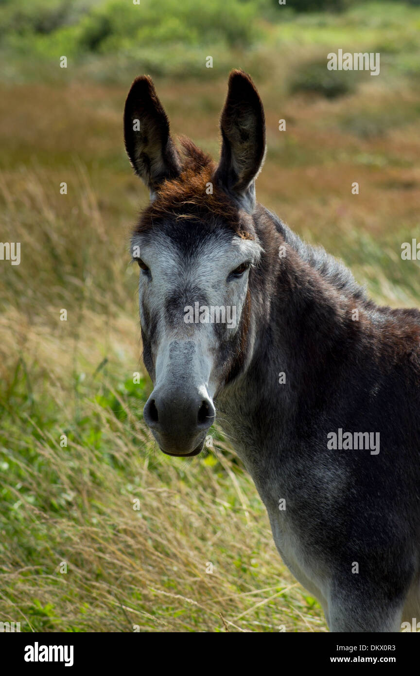 Portrait d'âne irlandais dans green field Banque D'Images