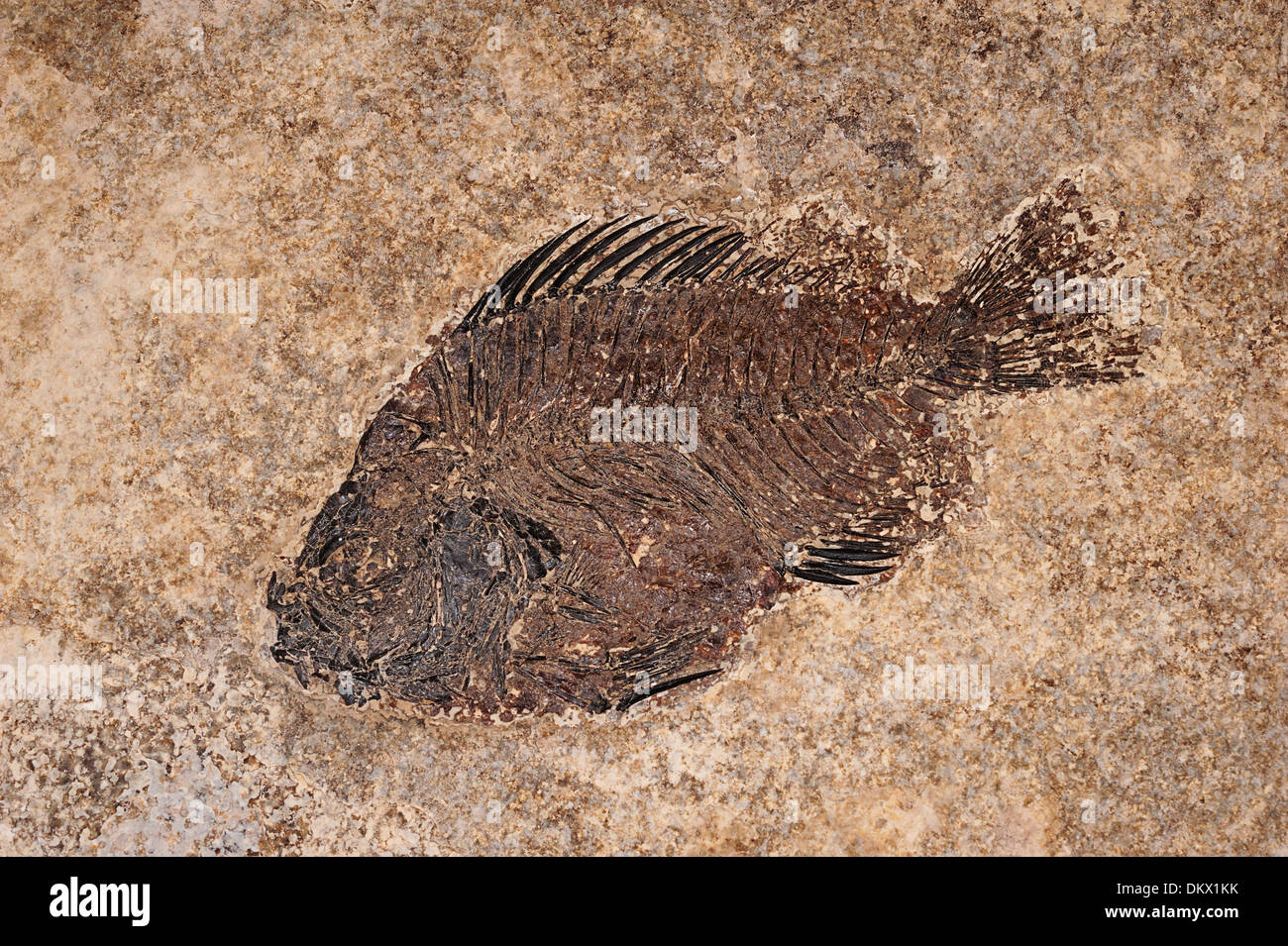 Cockerellites liops poissons fossiles, de l'Eocène, les poissons d'eau douce Banque D'Images