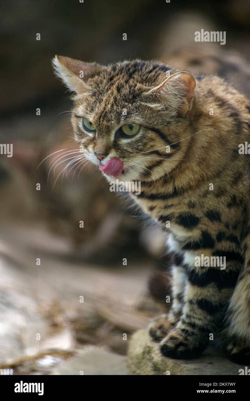 Black-footed cat, felis nigripes, petite, d'Afrique, chat, chat sauvage, animal, Banque D'Images