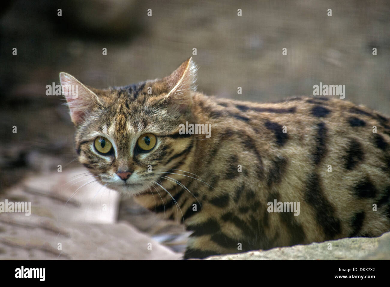 Black-footed cat, felis nigripes, petite, d'Afrique, chat, chat sauvage, animal, Banque D'Images
