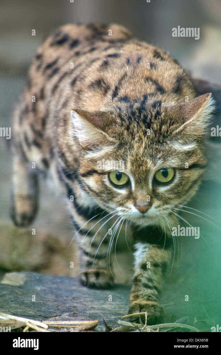 Black-footed cat, felis nigripes, petite, d'Afrique, chat, chat sauvage, animal, Banque D'Images