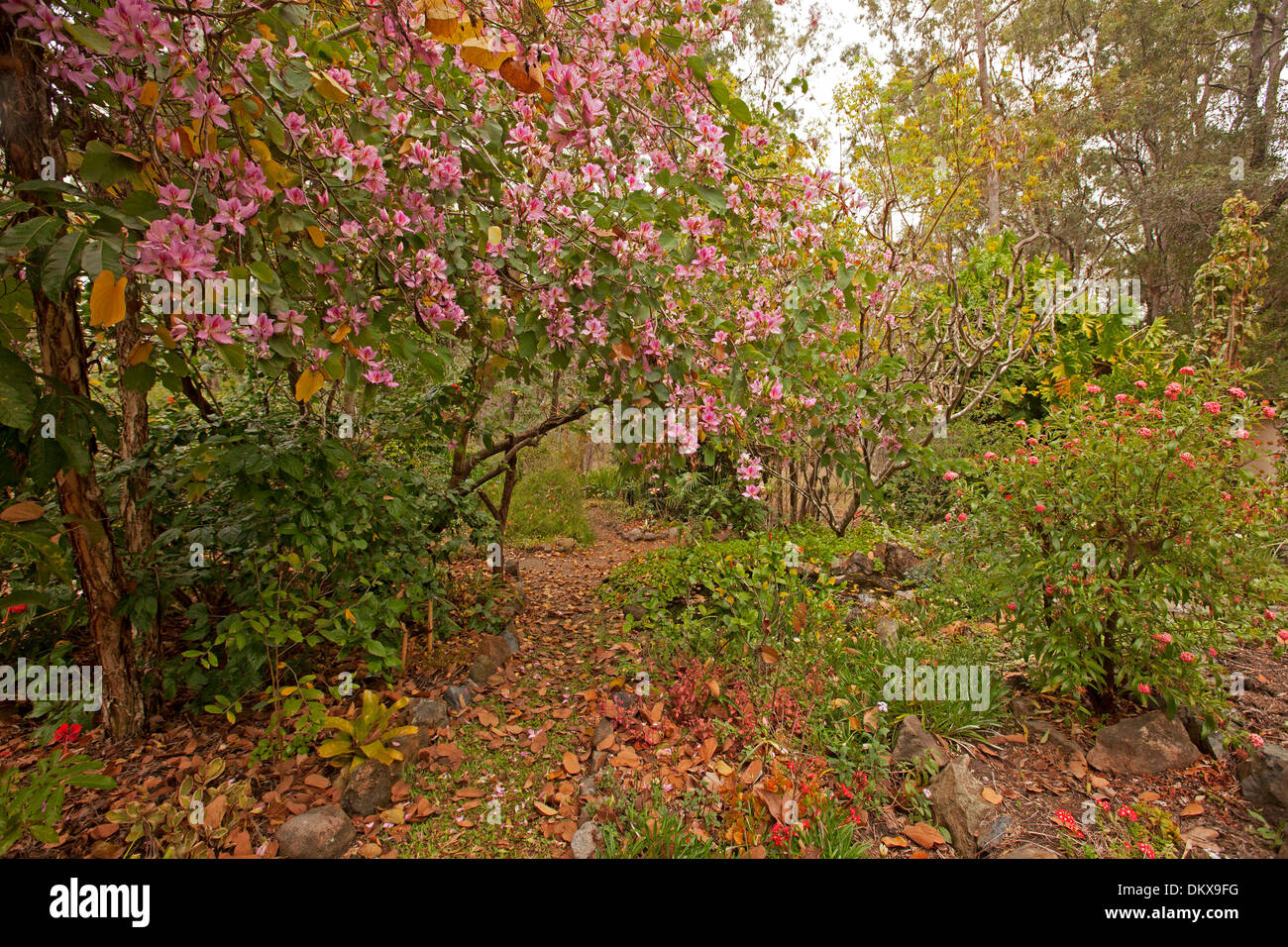 Arbre en fleur Bauhinia Doré avec des feuilles tombées sur le chemin par jardin sub-tropical du Queensland en Australie Banque D'Images