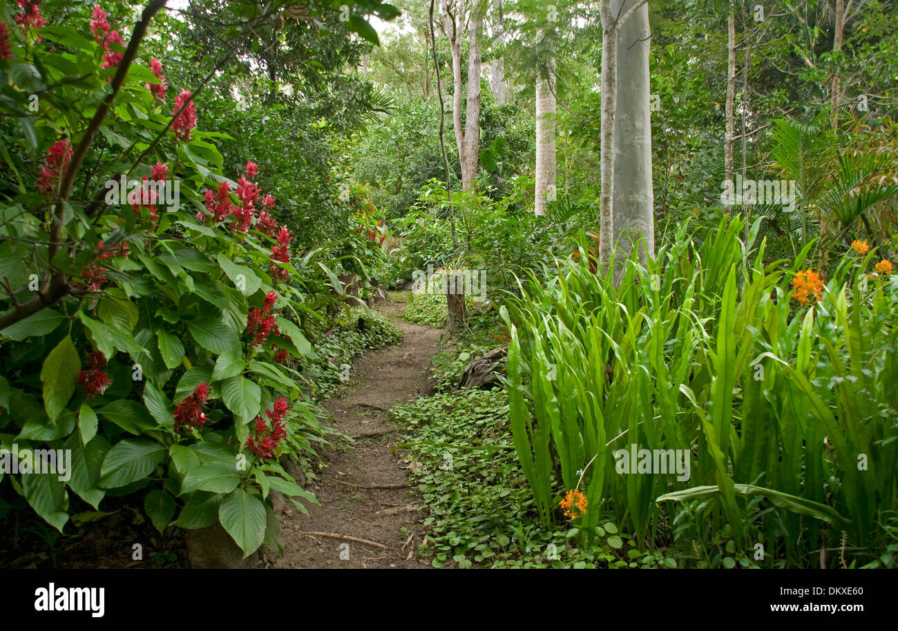 Chemin menant à travers ombragé jardin sub-tropical avec de grands arbres et une végétation luxuriante de fougères et d'arbustes à fleurs colorées Banque D'Images