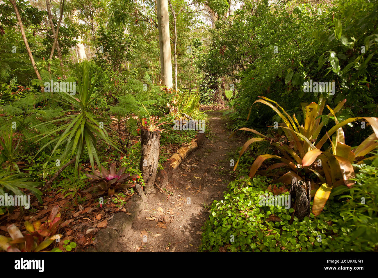 Chemin qui mène à travers les forêts sous-tropicales broméliacées, corylines avec jardin, arbres et arbustes indigènes dans le Queensland en Australie Banque D'Images