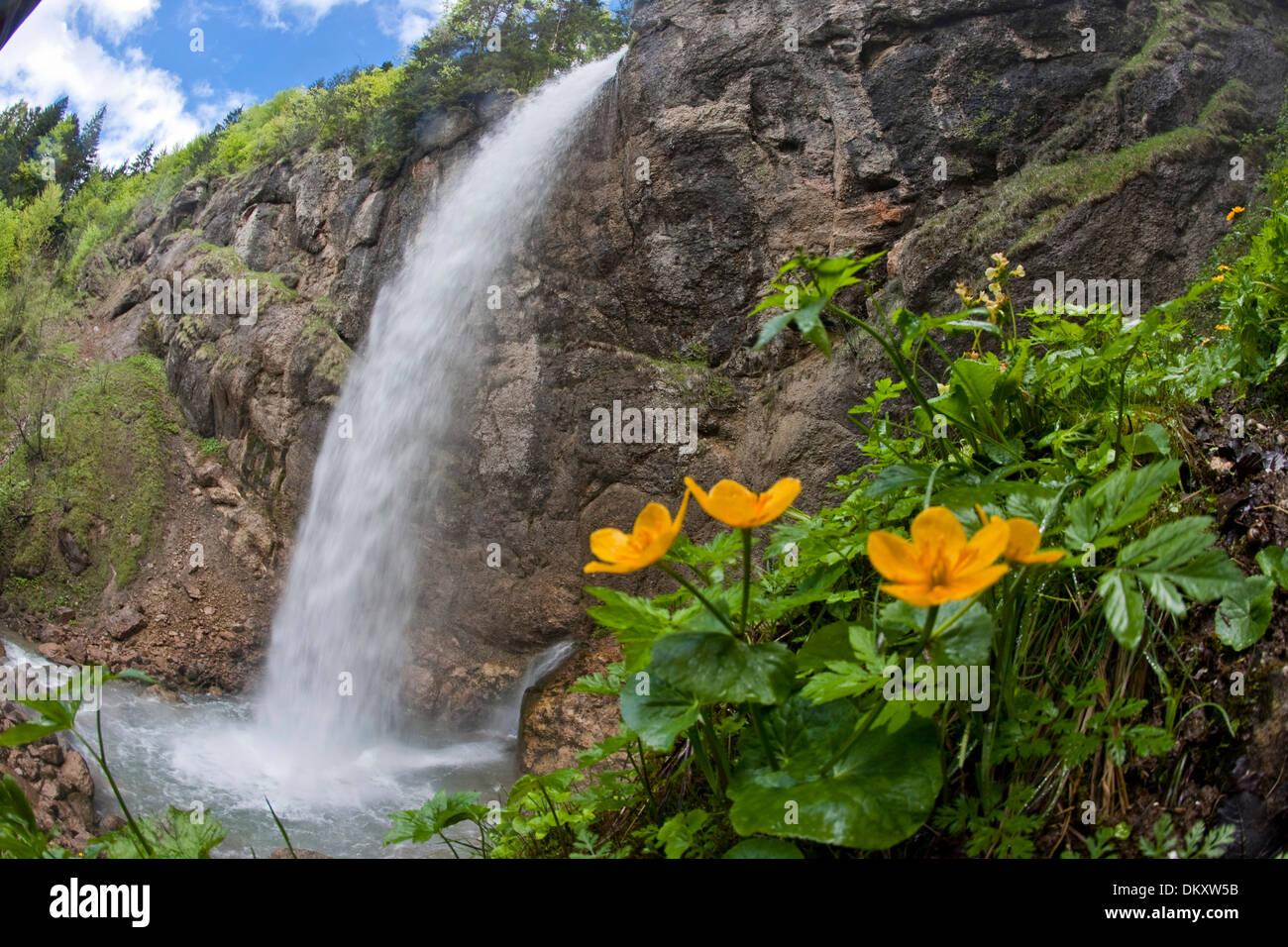 Suisse Europe du débit des cours d'eau Ruisseau cascade eau eaux canton Appenzell Innerroden Leuenfall Weissbad Banque D'Images