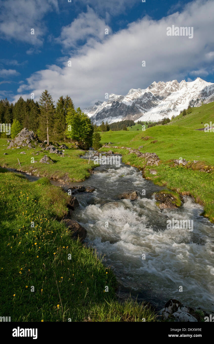 Suisse Europe Alpes Alp Luttertannen Säntis montagnes fleurs river flow brook plan d'eau eau eaux Banque D'Images