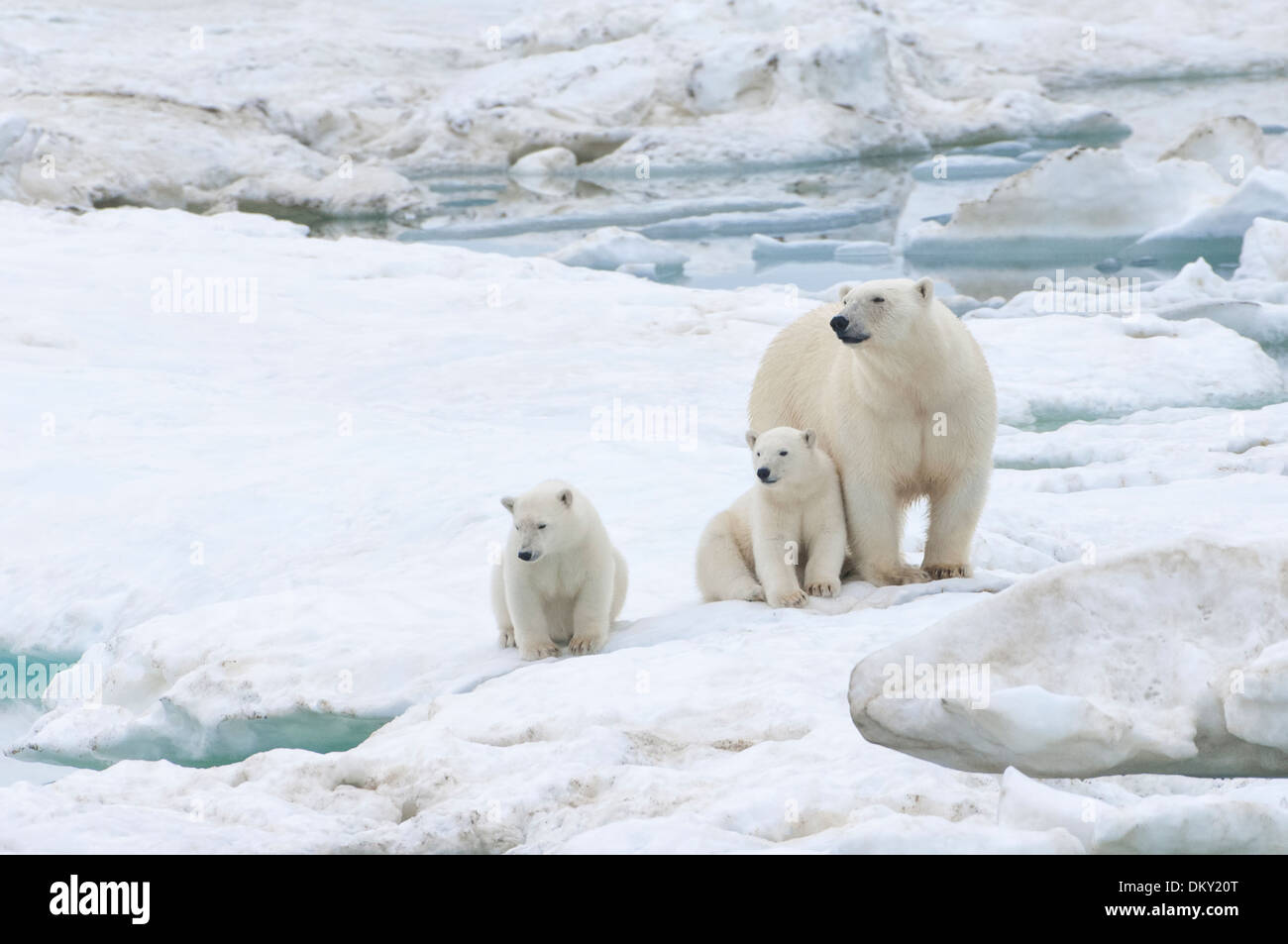 Mère ours polaire avec deux oursons (Ursus maritimus), l'île Wrangel, Chuckchi Mer, Extrême-Orient russe Banque D'Images