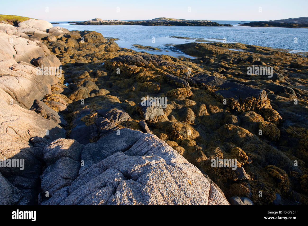 Fucus on ledge découverte à marée basse, l'Est du Maine Banque D'Images