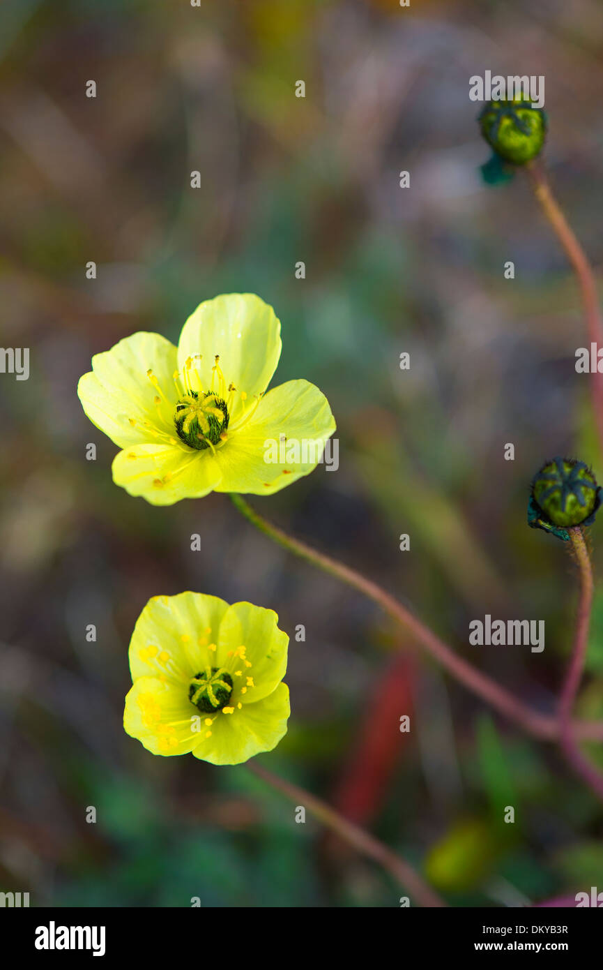 Le pavot arctique (Papaver radicatum), l'île Wrangel, en Extrême-Orient russe, Site du patrimoine mondial de l'UNESCO Banque D'Images