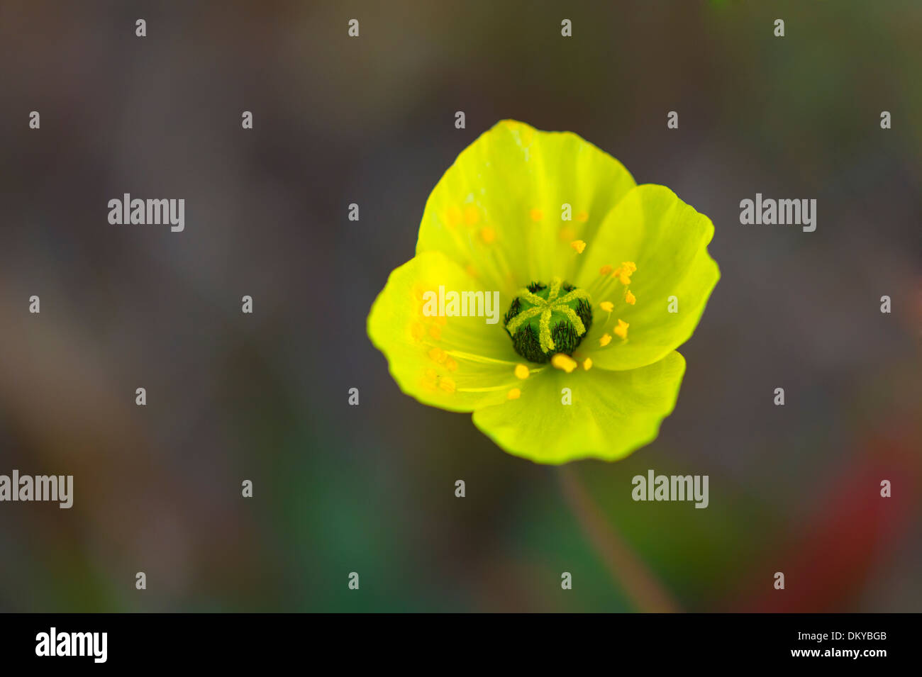 Le pavot arctique (Papaver radicatum), l'île Wrangel, en Extrême-Orient russe, Site du patrimoine mondial de l'UNESCO Banque D'Images