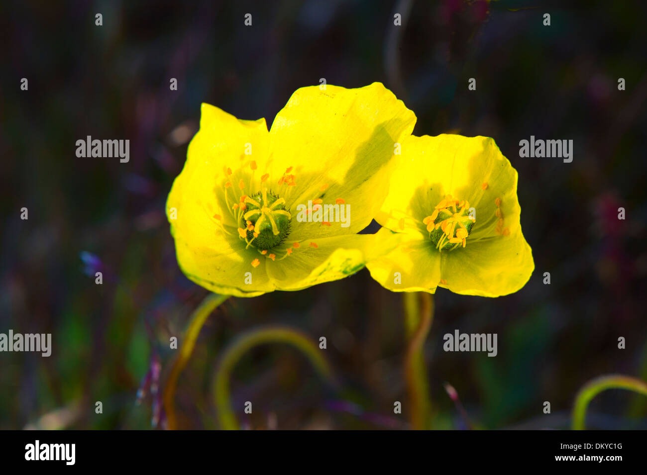 Le pavot arctique (Papaver radicatum), l'île Wrangel, en Extrême-Orient russe, Site du patrimoine mondial de l'UNESCO Banque D'Images