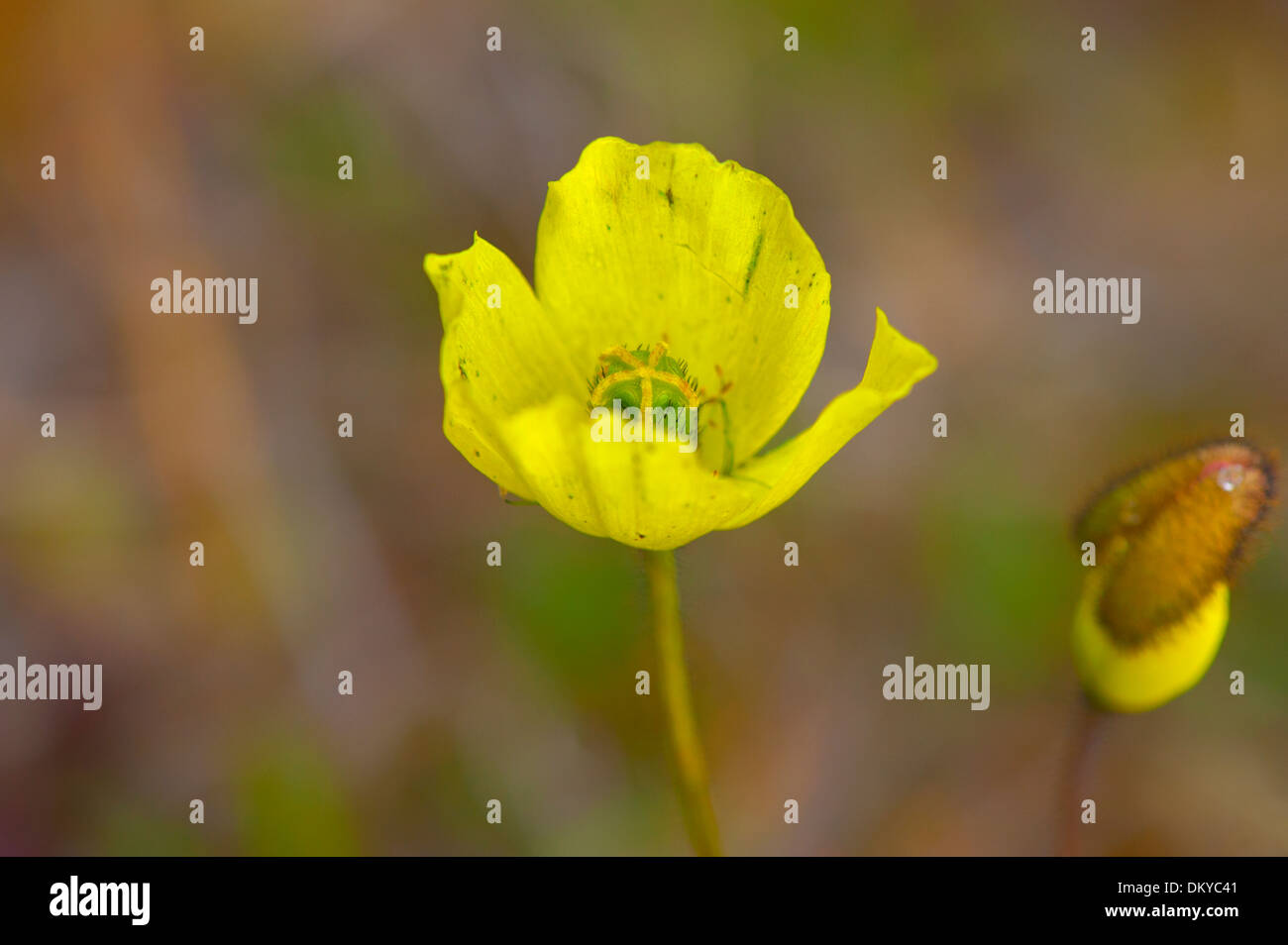 Le pavot arctique (Papaver radicatum), l'île Wrangel, en Extrême-Orient russe, Site du patrimoine mondial de l'UNESCO Banque D'Images