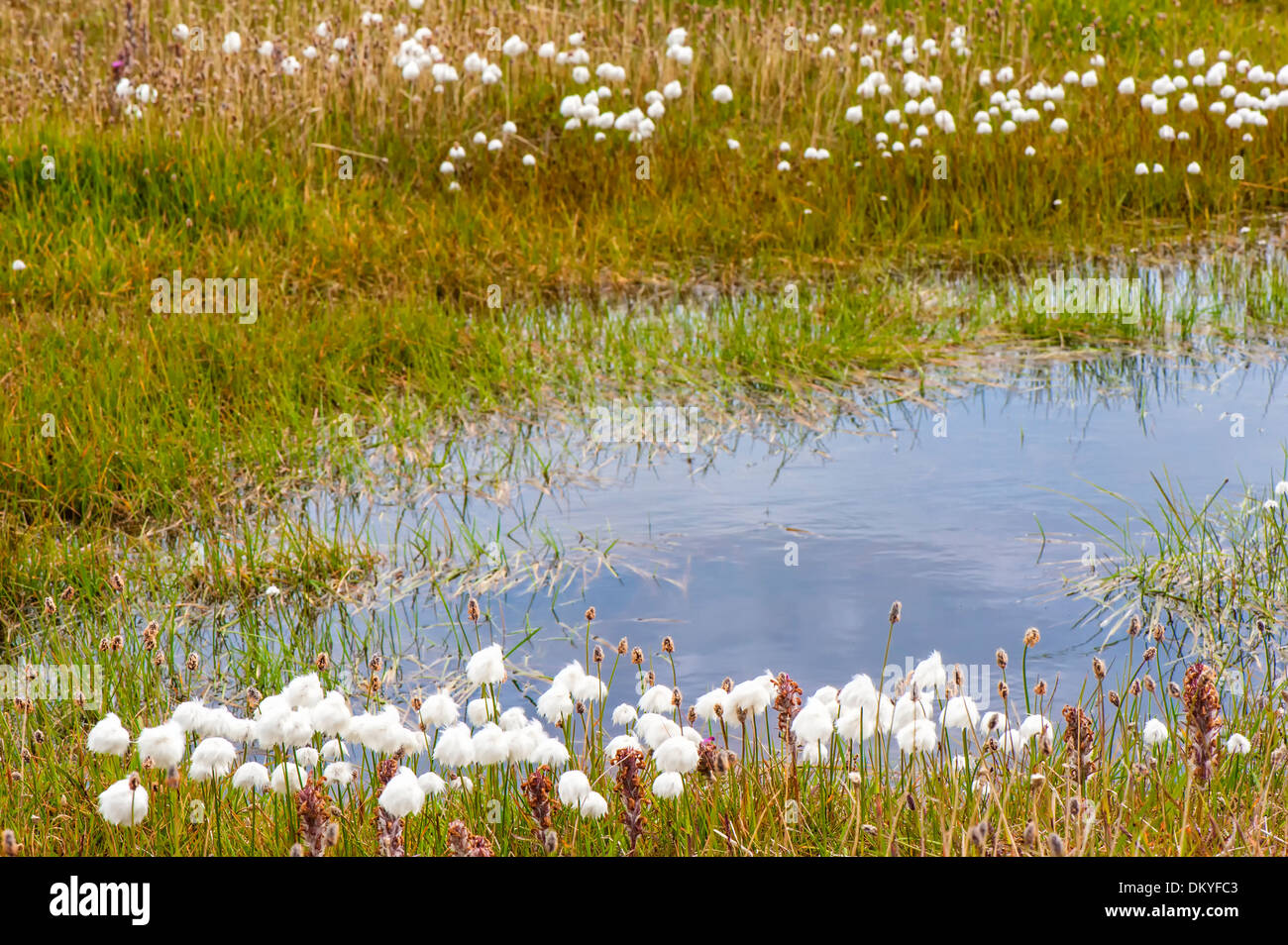Coton de l'Arctique (Eriophorum scheuchzeri ssp. arcticum), l'île Wrangel, en Extrême-Orient russe Banque D'Images