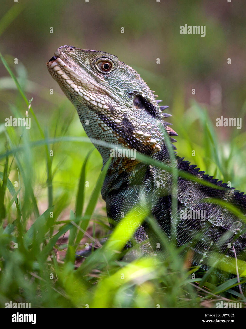 Dragon d'eau australien dans l'herbe (Intellagama lesueurii) Banque D'Images