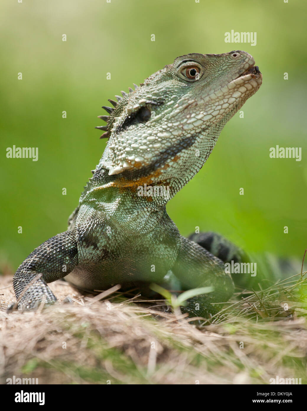 Dragon d'eau australien dans l'herbe (Intellagama lesueurii) Banque D'Images