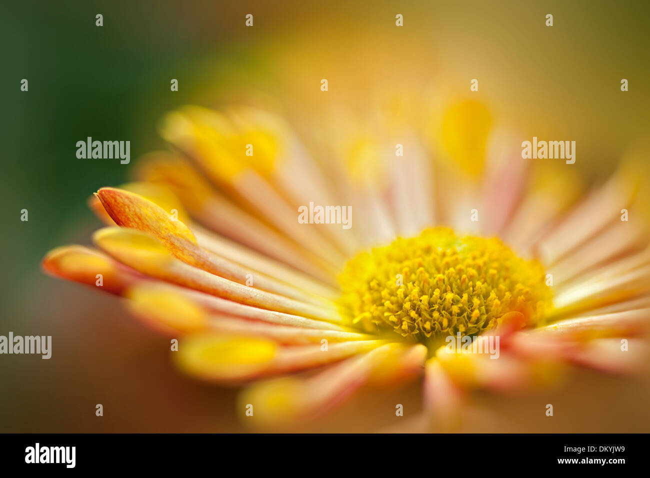 Image en gros plan d'un seul Chrysanthemum morifolium 'Starlet' - fleur de chrysanthème jaune Coréen Banque D'Images