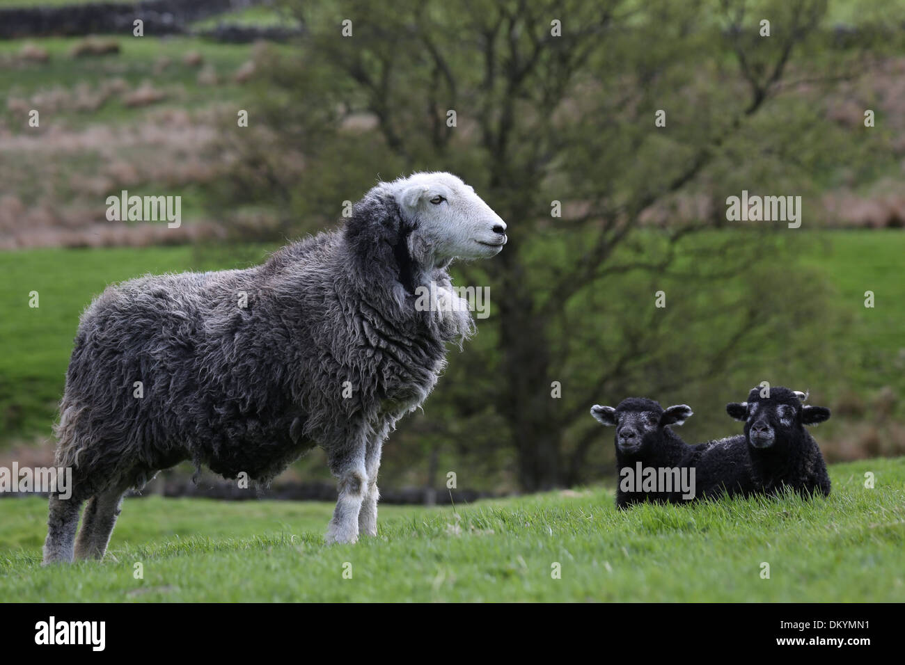 Avec sa brebis Herwick agneaux nés dans le Yorkshire du Nord Banque D'Images