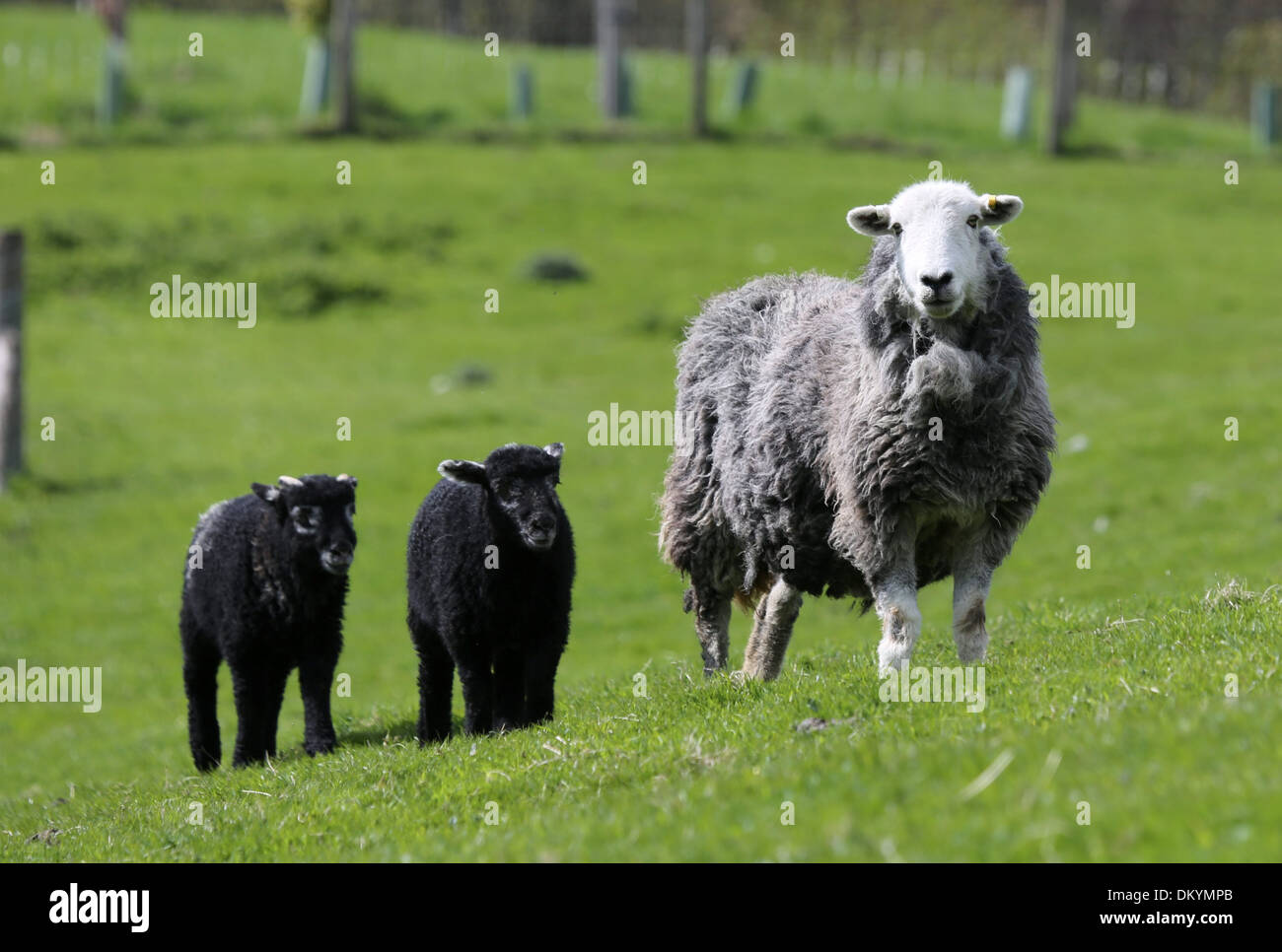 Avec sa brebis Herwick agneaux nés dans le Yorkshire du Nord Banque D'Images