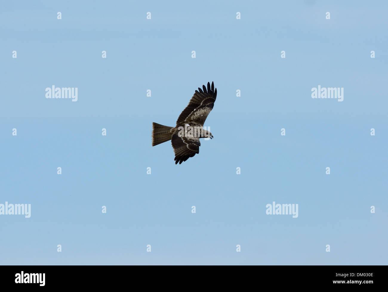 Belle seul Milan noir (Milvus migrans) volant dans le ciel Banque D'Images