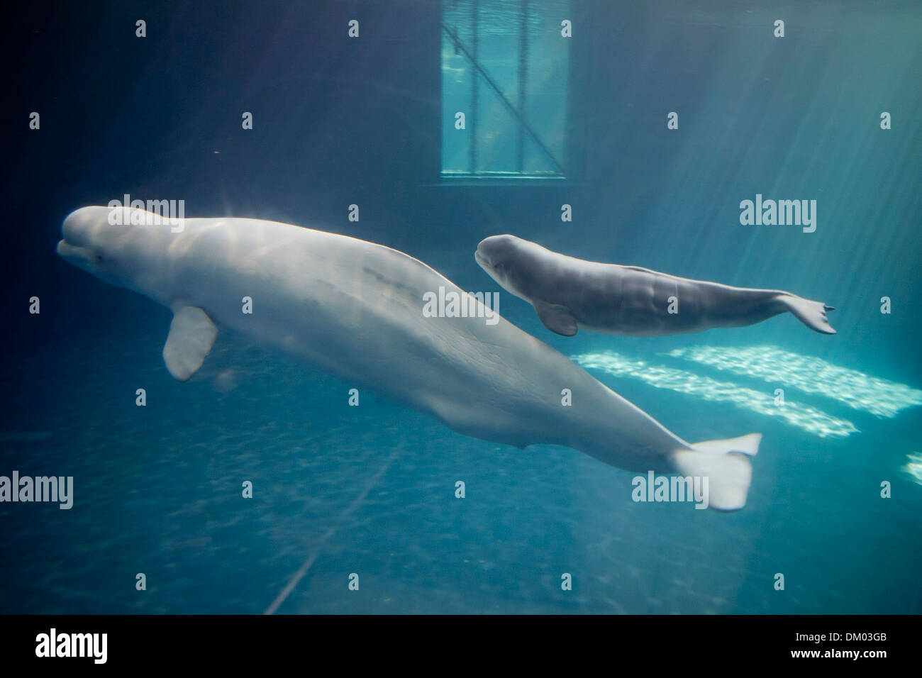 Bebe Porteur Beluga Specialistes En Soins Des Animaux A Shedd Aquarium A Chicago Sont Ravis De Leur Nouveau Ne Beluga Est Superieur A Photo Stock Alamy