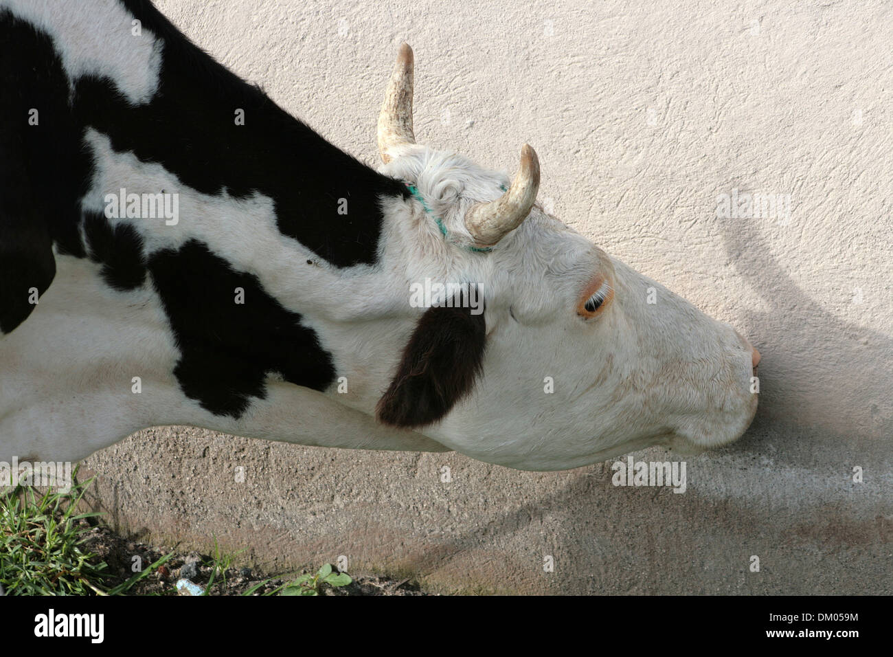 Une vache Holstein à côté d'un mur dans un pâturage sur une ferme à Cotacachi (Équateur) Banque D'Images