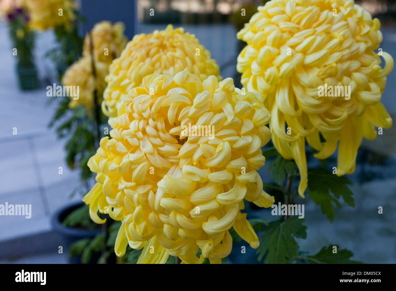 Fleurs jaune chrysanthème japonais (Chrysanthemum japonicum Photo Stock -  Alamy