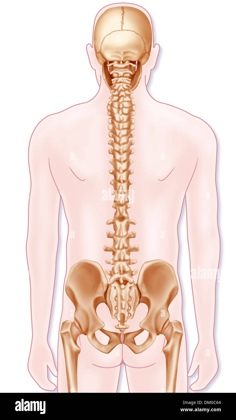 Colonne vertébrale, dessin Banque D'Images