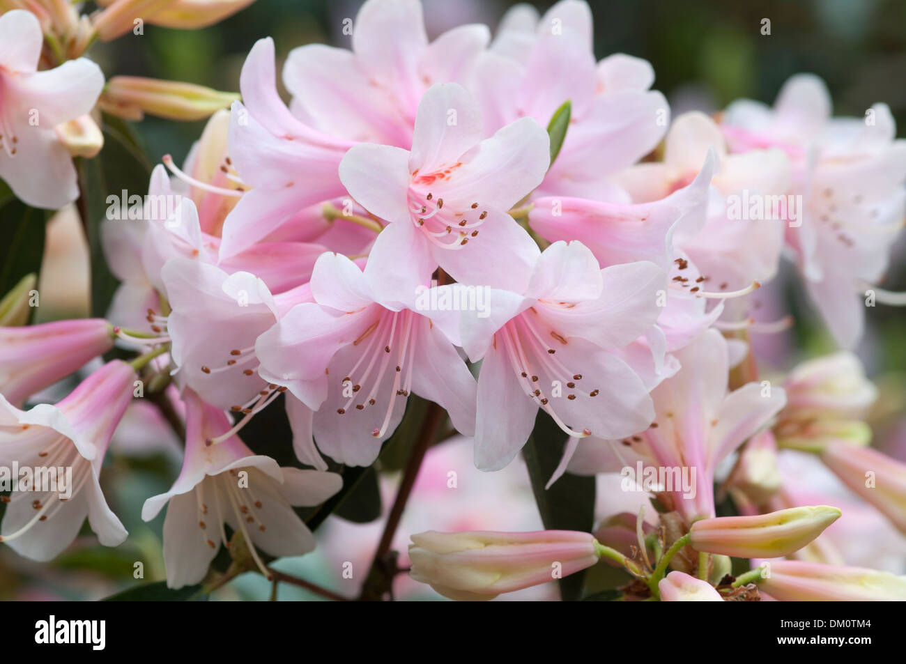 RHODODENDRON PINK GIN Banque D'Images