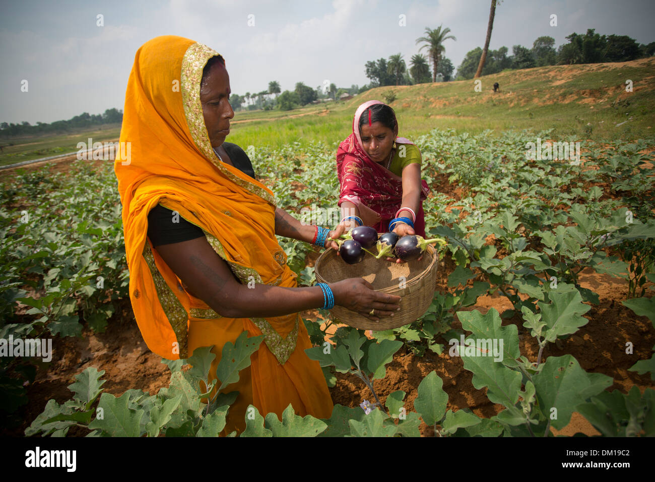 Dans l'État du Bihar agricultrice, de l'Inde. Banque D'Images