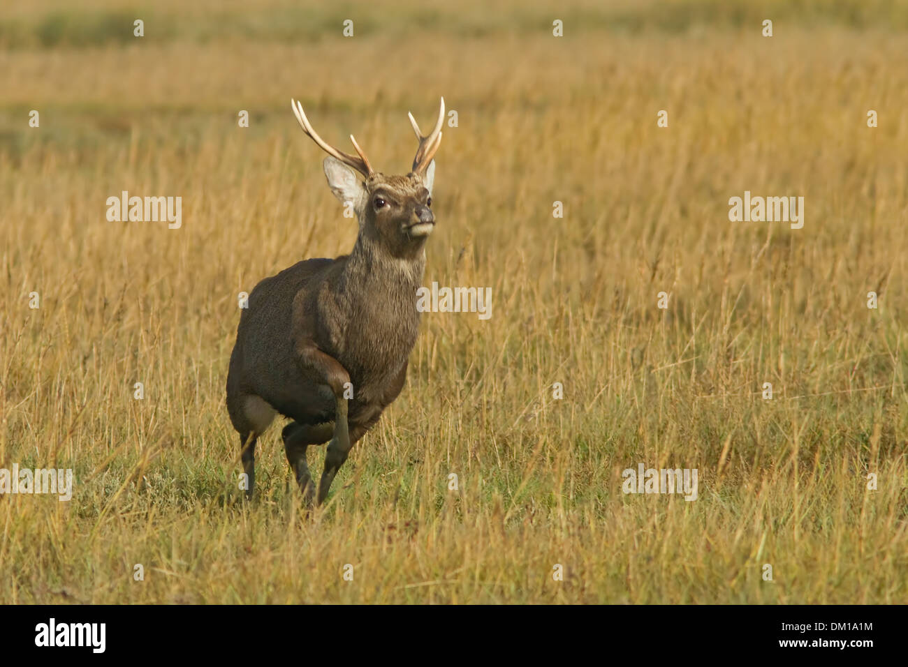 cerf Sika cerf Banque D'Images