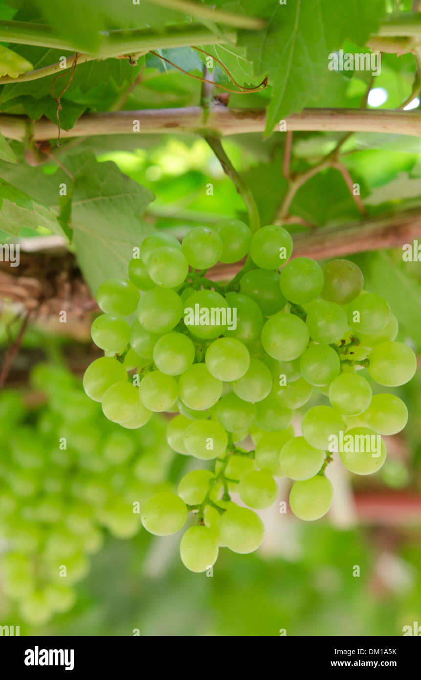 Raisin avec des feuilles vertes sur les fruits de la vigne. Banque D'Images